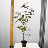 90/120cm Pot Grown Copper Beech (Fagus sylvatica 'Purpurea')