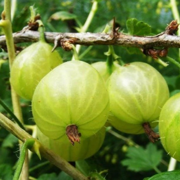 Green Gooseberry (Ribes invicta)