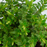 15/20cm Pot Grown Hebe 'Wiri Mist'