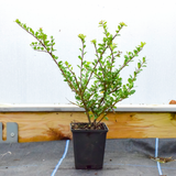 20/30cm 9cm Pot Grown Japanese Holly (Ilex Crenata)