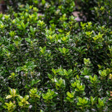 Spindle Jean Hugues (Euonymus japonicus Jean Hugues)