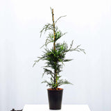 Leylandii 60/90cm Pot