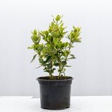 Golden privet 20-40cm Pot