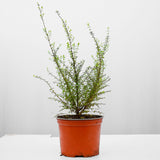 Shrubby honeysuckle 20-40cm pot