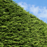 Root Ball Leylandii (x Cupressocyparis leylandii)