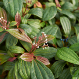 Viburnum davidii
