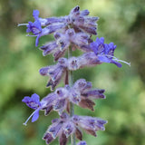 Russian Sage flower (Perovskia atriplicifolia Blue Spire)