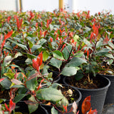 Photinia Little Red Robin 20/40cm Pot Grown