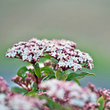 Laurustinus 'Eve Price' flower (Viburnum tinus)