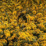 Gorse hedging (Ulex europaeus)