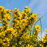Gorse flowers (Ulex europaeus)
