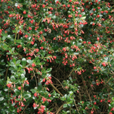 Red escallonia (escallonia rubra macrantha)