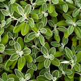 Brachyglottis sunshine leaves