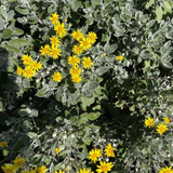 Brachyglottis sunshine hedge