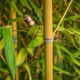Golden bamboo stems (Phyllostachys aureocaulis)