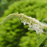 butterfly bush white profusion (buddleja white profusion)