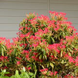Pieris forest flame hedge
