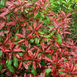 Photinia red robin leaves