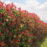 photinia red robin hedge