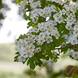 Hawthorn flowers (crataegus monogyna)