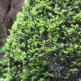 Japanese holly (ilex crenata)