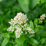 Green Privet (Ligustrum Ovalifolium)
