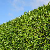 Cherry Laurel Hedging (prunus laurocerasus 'rotundifolia')