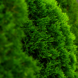 Western Red Cedar (Thuja Plicata)