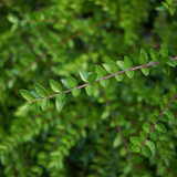 Shrubby Honeysuckle leaves (lonicera nitida)