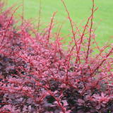 barberry rose glow (berberis thunbergii rose glow)