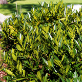 compact laurel (prunus laurocerasus otto luyken)