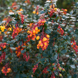 darwins barberry (berberis darwinii)