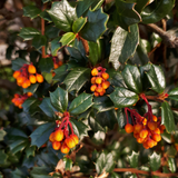 darwins barberry (berberis darwinii)