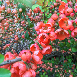 Japanese Quince Pink Lady flowers (Chaenomeles x superba 'Pink Lady')