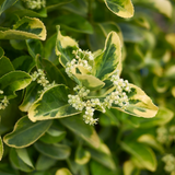 Japanese Spindle (Euonymus europaeus 'Ovatus Aureus')
