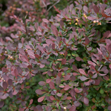 berberis thunbergii atropurpurea)