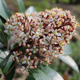 skimmia rubella (skimmia japonica rubella)