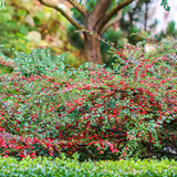 Wall Cotoneaster (Cotoneaster horizontalis)