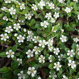 wall cotoneaster flowers (cotoneaster horizontalis)