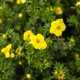 yellow potentilla flower (potentilla fruticosa goldfinger)
