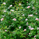 Dog Rose (Rosa canina)