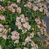 Laurustinus 'Eve price' (Viburnum tinus)