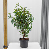 Portuguese Laurel 60/80cm pot