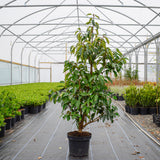 Portuguese Laurel 90/120cm Pot