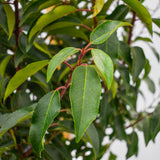 Portuguese Laurel leaves