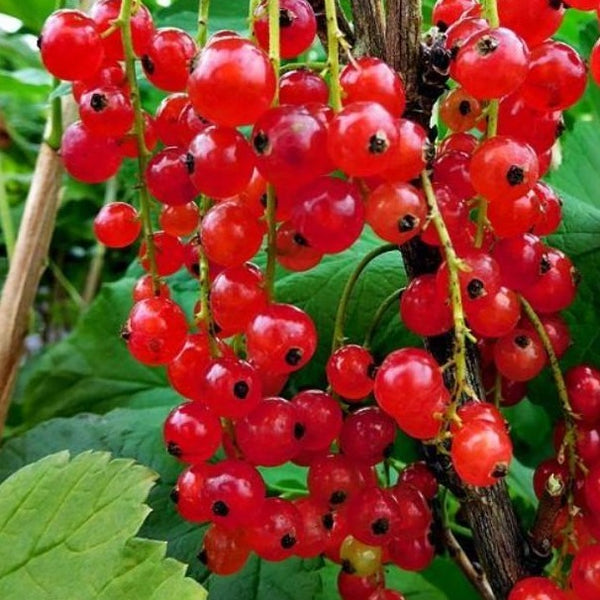 Redcurrant Rovada (Ribes rubrum Rovada)