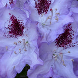Rhododendron 'Blue Peter' (30/40cm Pot Grown)