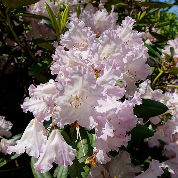 Rhododendron 'Carol Allbrook' (30/40cm Pot Grown)