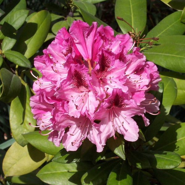 Rhododendron Cosmopolitan (40/50cm pot grown)