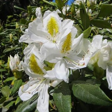 Rhododendron 'Madame Masson' (40/50cm pot Grown)